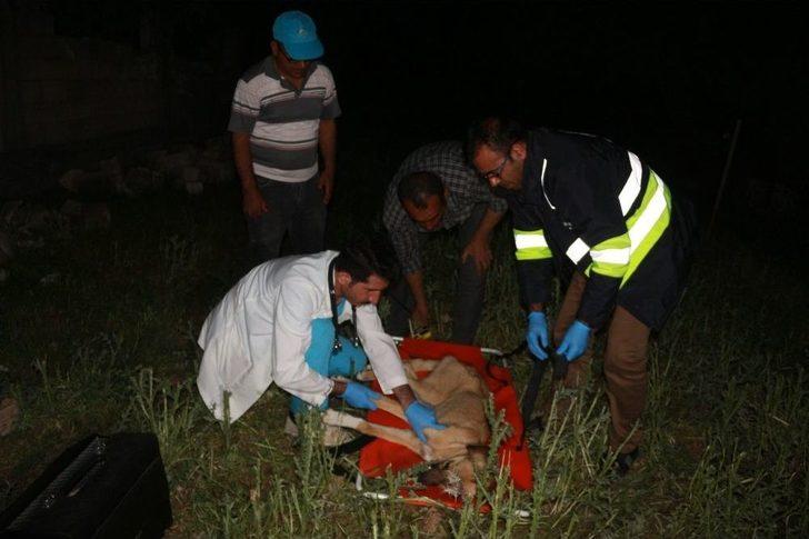 Enkaz Altında Kalan Köpek 16 Saat Sonra Çıkarıldı G4