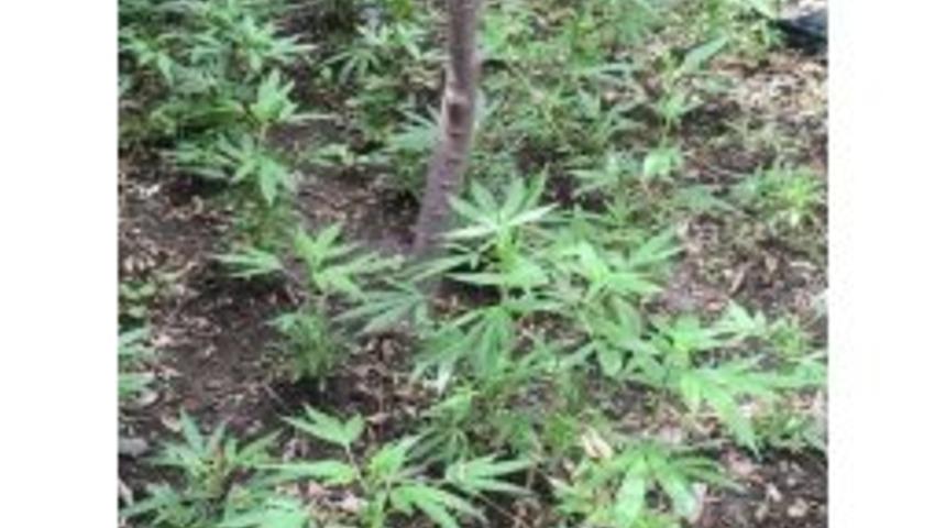 Hatay&rsquo;da Uyuşturucu Operasyonu