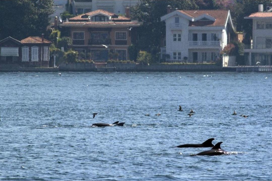 (&ouml;zel Haber) İstanbul Boğazı&rsquo;nda Yunuslardan G&ouml;rsel Ş&ouml;len