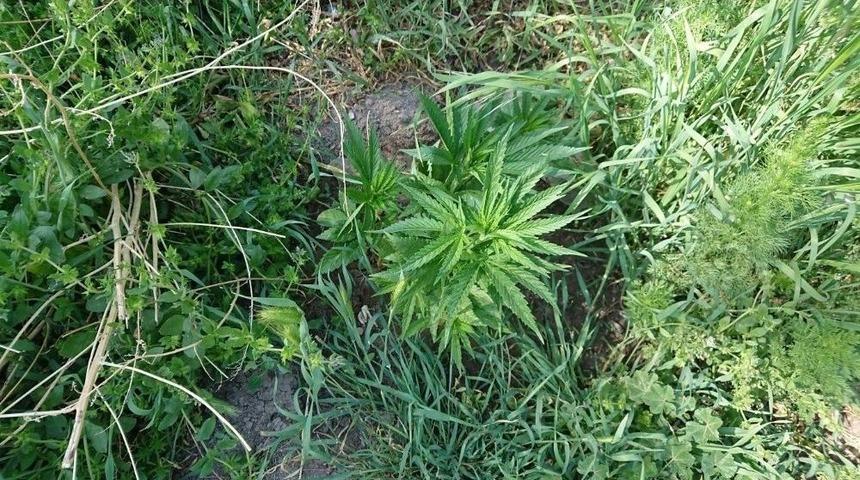 Evin Bahçesinde Yetiştirdiği Hint Keneviriyle Yakalandı