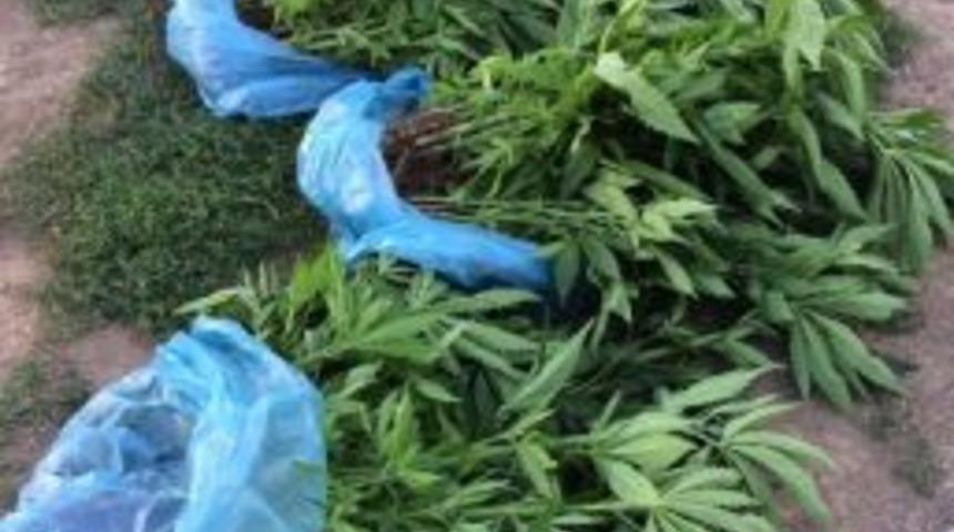 Ahlat&rsquo;ta 359 K&ouml;k Hint Keneviri Ele Ge&ccedil;irildi