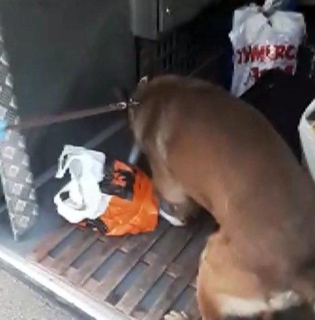 Narkotik Köpeği Oscar, Otobüste Uyuşturucu Madde Buldu