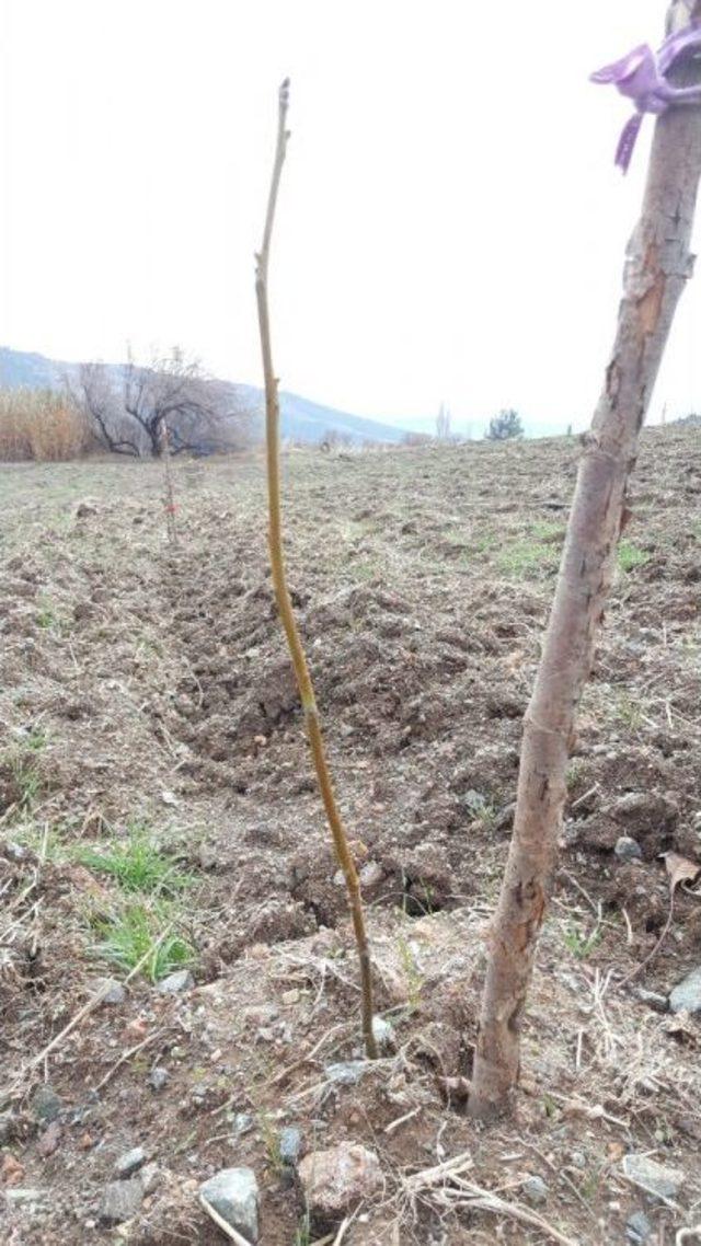 Meyve Yetiştiricilerine Büyükşehirden Fidan Desteği