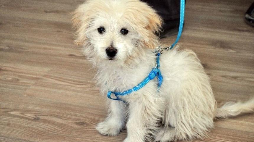 Evcil Hayvan T&uuml;yleri Sanıldığı Kadar Zararlı Değil