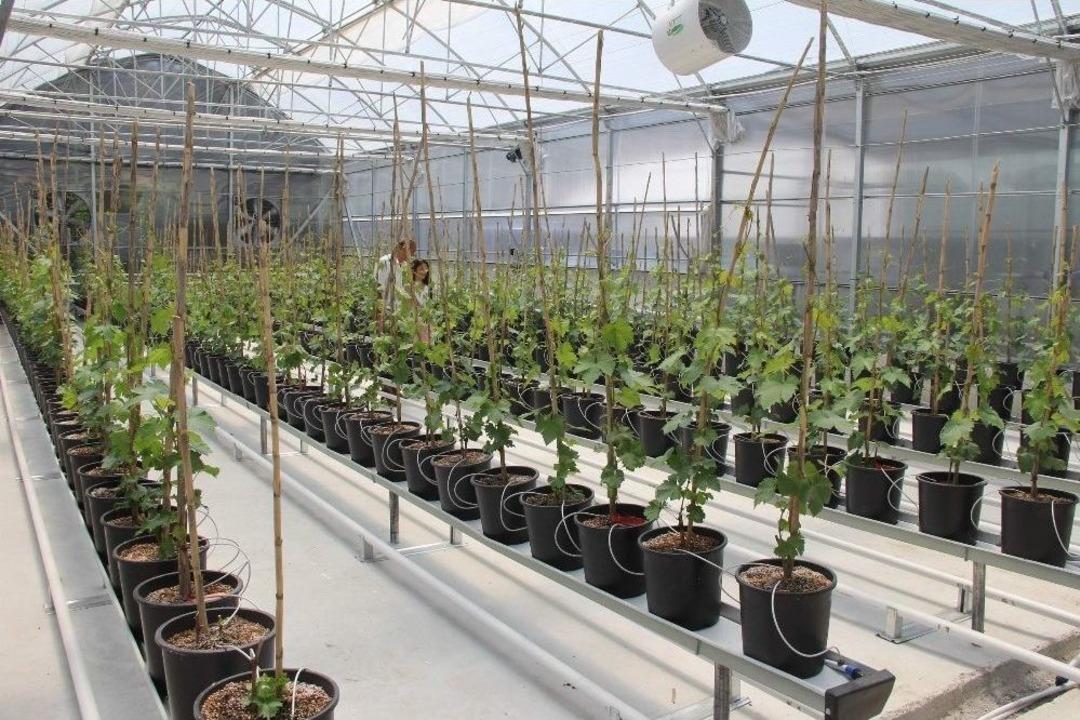 (&ouml;zel) &Uuml;z&uuml;m Sekt&ouml;r&uuml;nde İhracatı Katlayacak Proje