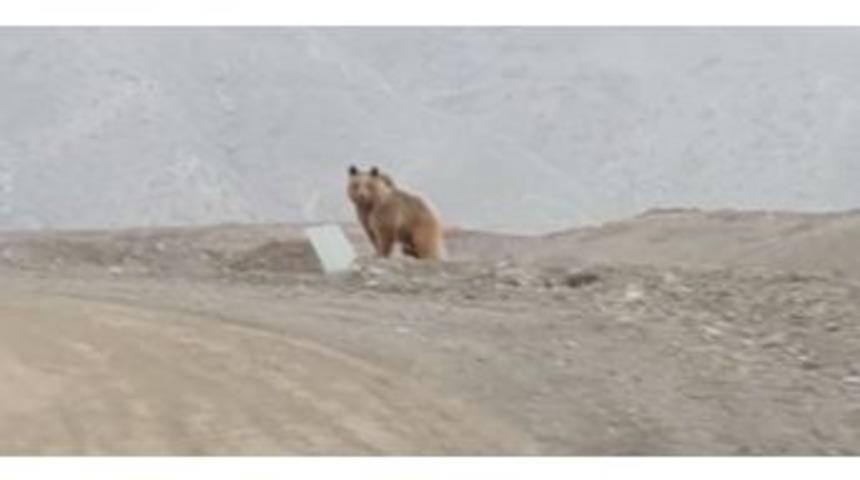 Kış Uykusundan Uyanan Ayı Böyle Görüntülendi