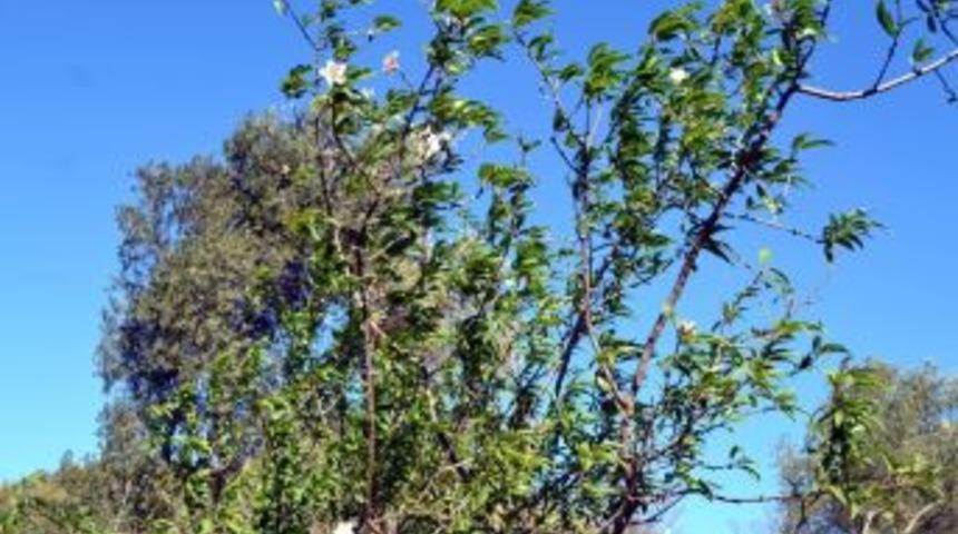 Yalancı Bahara Aldanan Bademler &Ccedil;i&ccedil;ek A&ccedil;tı