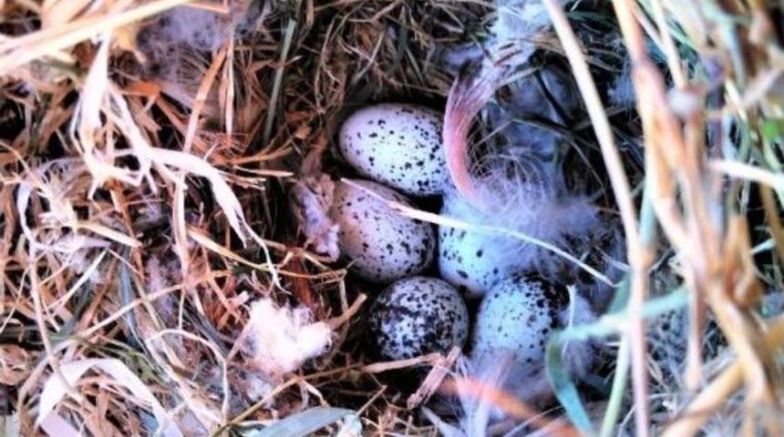 Kuş Yuvaları Yıkımı Durdurdu