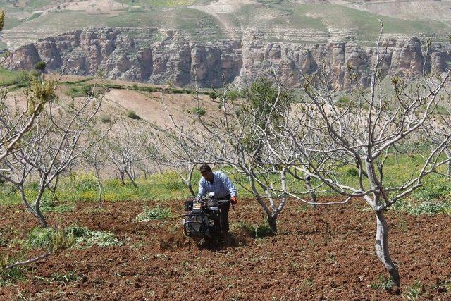 Fıstık Üreticileri Aylık 6 Bin Liraya Çalıştıracak İşçi Bulamıyor