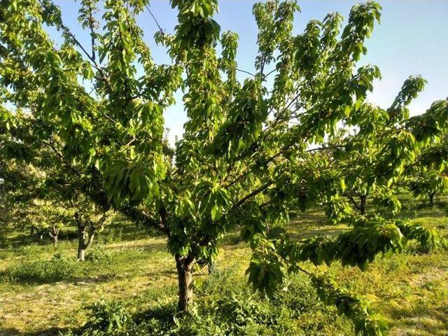 Selendili Kiraz Üreticileri Sezondan Umutlu