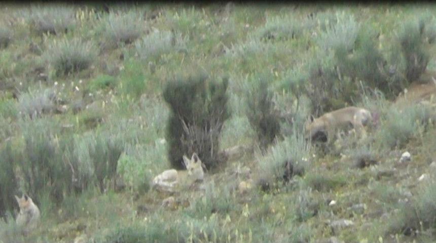 Tilki Ailesi İlgi Odağı Haline Geldi