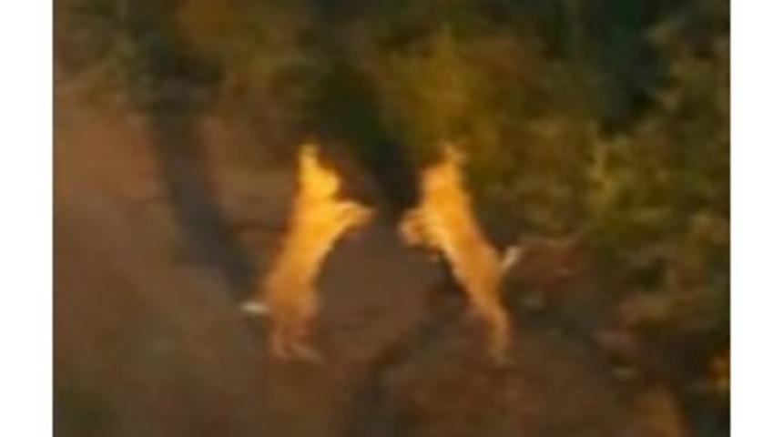 Tavşanların Tatlı Kavgası