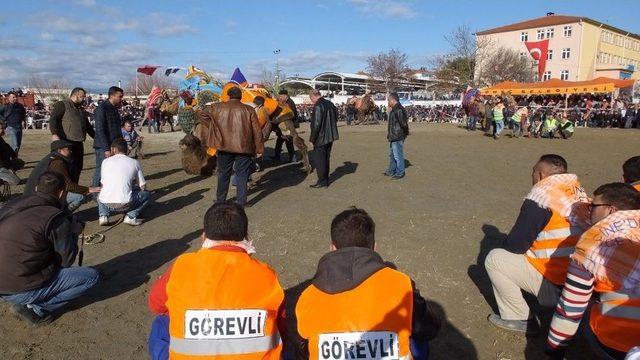 Gömeç’de Yılın Son Günü Deve Güreşi Heyecanı Yaşandı