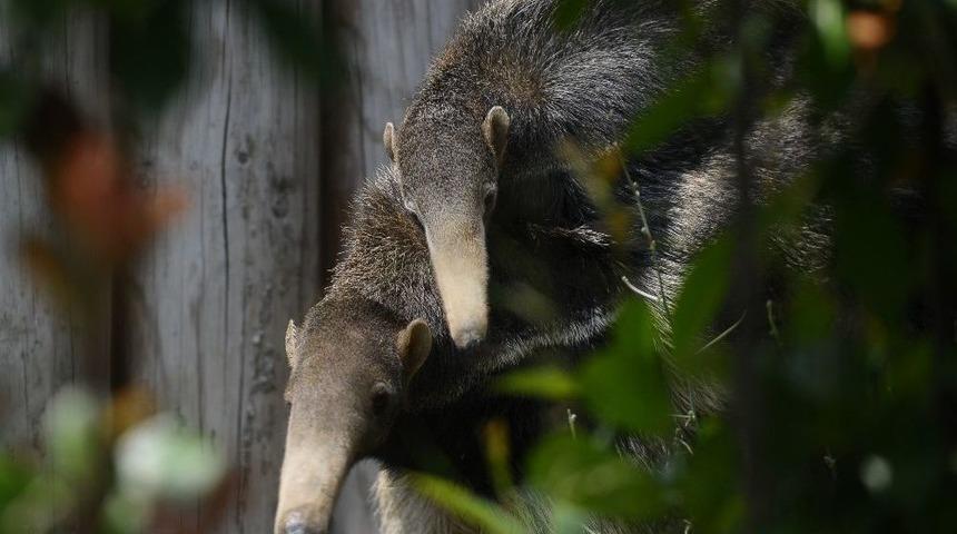 (&ouml;zel Haber) Dev Karıncayiyen Bursa&rsquo;da Yavruladı