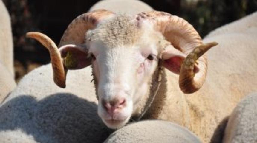 Kurban Kesim İşlemlerinin Esasları Belirlendi