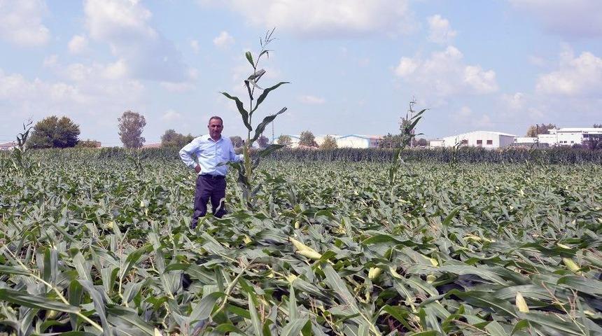 Adana&rsquo;da Hortum Tarım Alanlarına Zarar Verdi