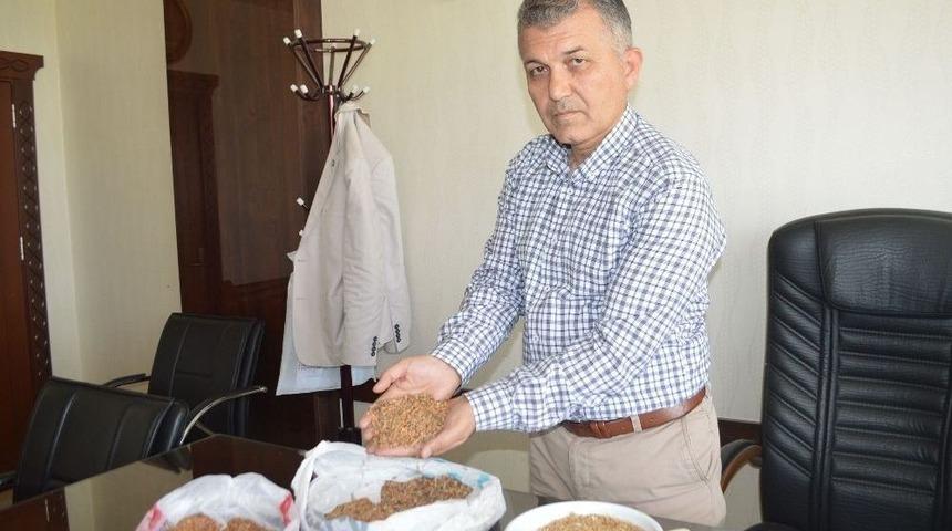 Kuraklık Ve Zamansız Yağış Verimi D&uuml;ş&uuml;rd&uuml;