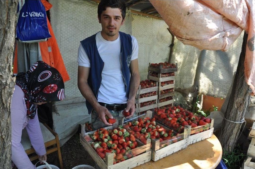 &lsquo;kırmızı Elmas&rsquo;ta Erken Hasat