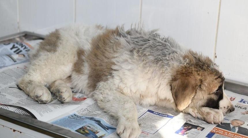 (özel) Genç Kız Otomobil Çarpan Köpeğin Tedavisi İçin Zamanla Yarıştı