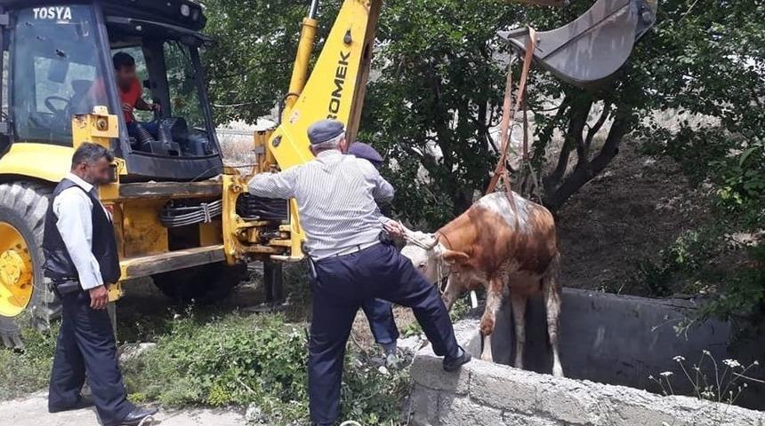 Su Kuyusuna D&uuml;şen İki İnek Kurtarıldı
