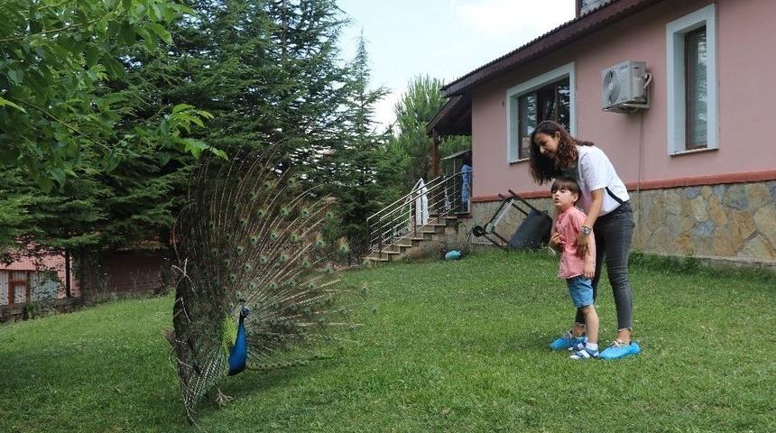 Bu &Ccedil;ocuklar Hayvanlarla Mutlu Oluyor