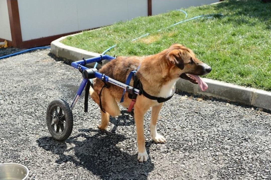 Beylikd&uuml;z&uuml;&rsquo;nde Fel&ccedil;li Ve Hasta Hayvanlar İ&ccedil;in Tedavi İmk&acirc;nı