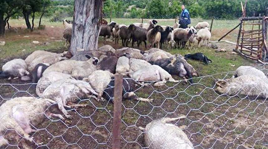 Ağaca Düşen Yıldırım 32 Koyunu Telef Etti