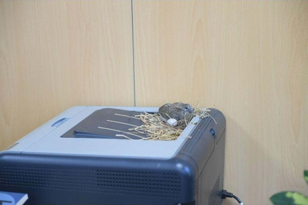 Makam Odasını Mesken Tutan Kumruların Yavruları D&uuml;nyaya Geldi