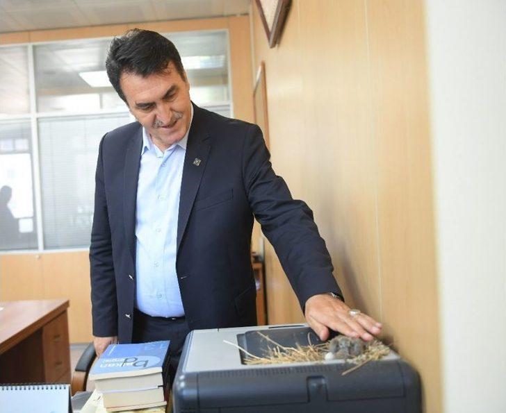 Makam Odasını Mesken Tutan Kumruların Yavruları Dünyaya Geldi G1