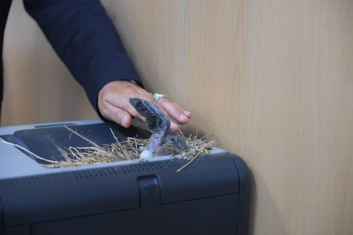 Makam Odasını Mesken Tutan Kumruların Yavruları Dünyaya Geldi G2