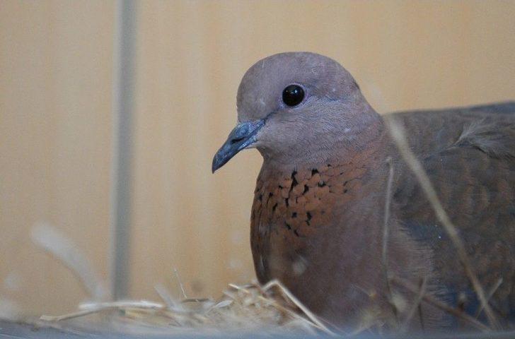 Makam Odasını Mesken Tutan Kumruların Yavruları Dünyaya Geldi G5