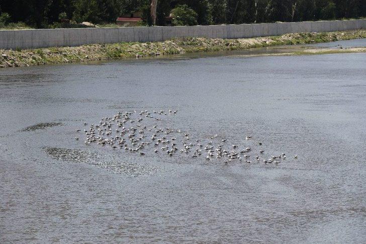 (özel Haber) Kışın ‘kabus’ Yaşatan Meriç Ve Tunca’da Sular Çekildi G5