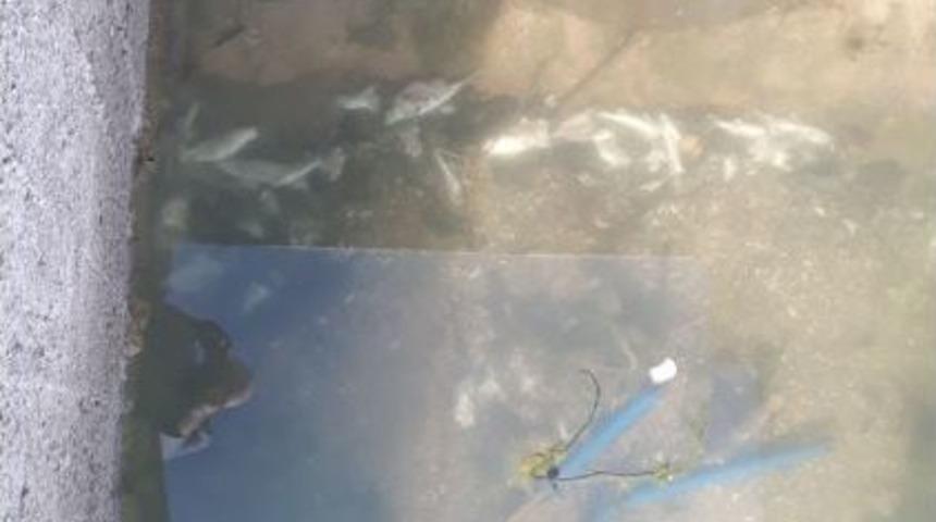 Dsi Pompalarında Balık Ölümleri İddiası