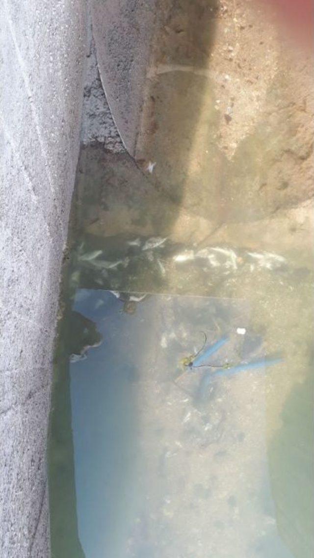 Dsi Pompalarında Balık Ölümleri İddiası 1