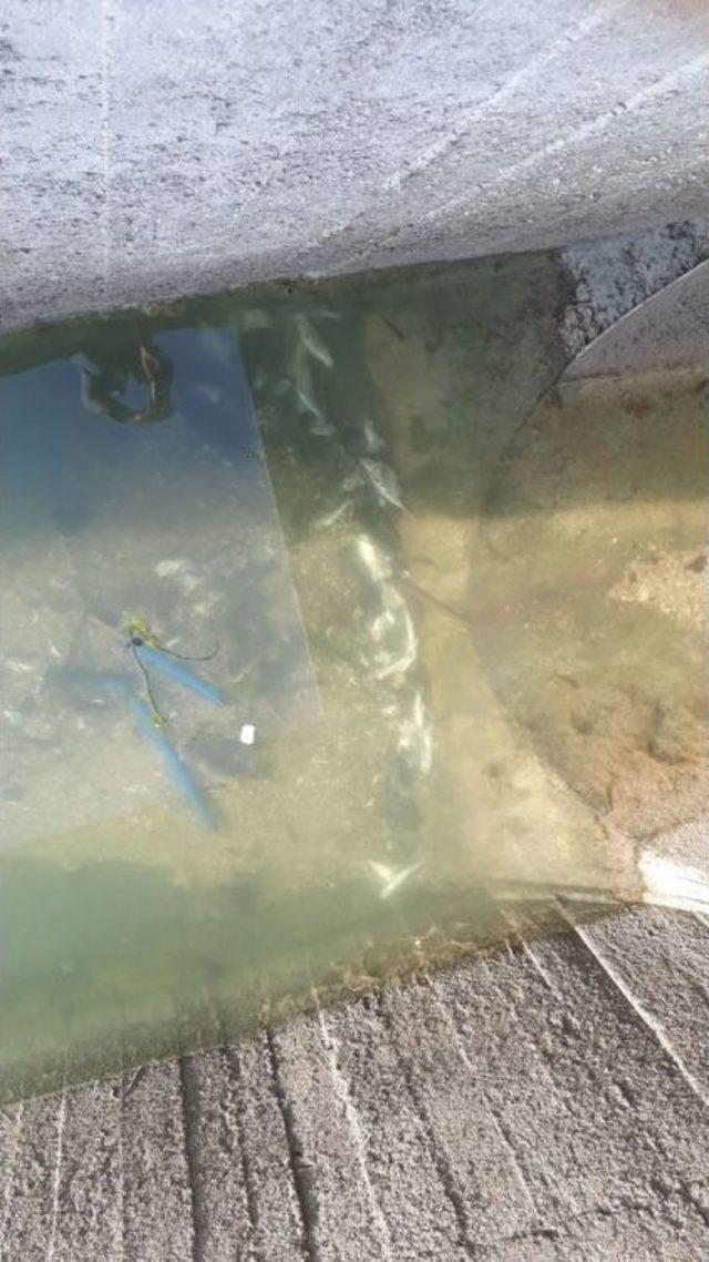 Dsi Pompalarında Balık Ölümleri İddiası 2