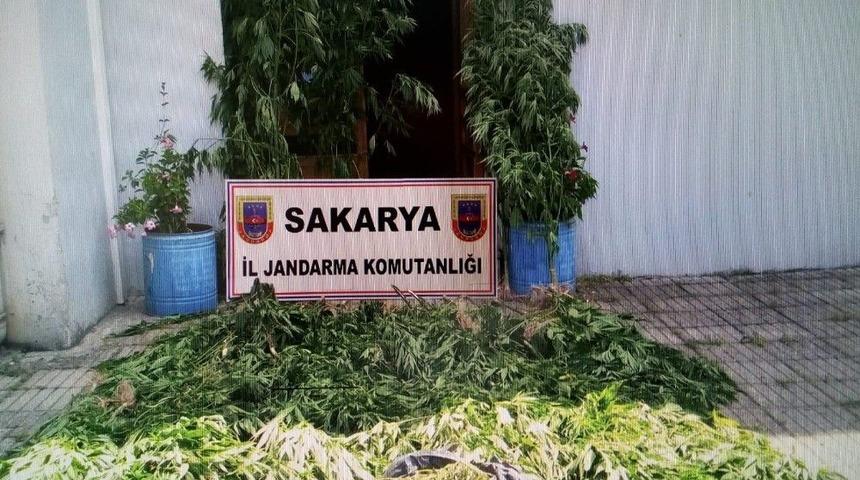 Sakarya&rsquo;da Bin 117 K&ouml;k Kenevir Bitkisi Ele Ge&ccedil;irildi