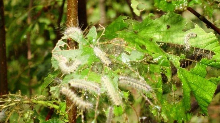 Fındık &Ccedil;ift&ccedil;isine "obur" Uyarısı