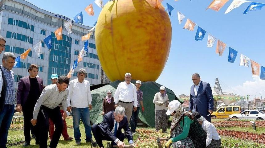Malatya Rengarenk &Ccedil;i&ccedil;eğe B&uuml;r&uuml;nd&uuml;