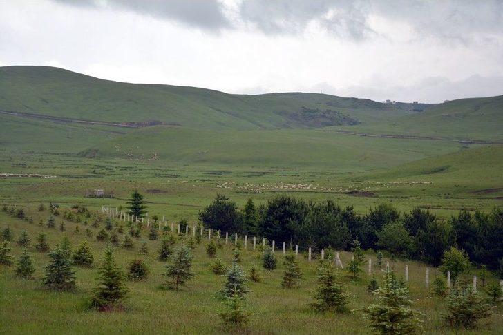 Aybastı Perşembe Yaylası Doğal Güzelliği İle Büyülüyor G4