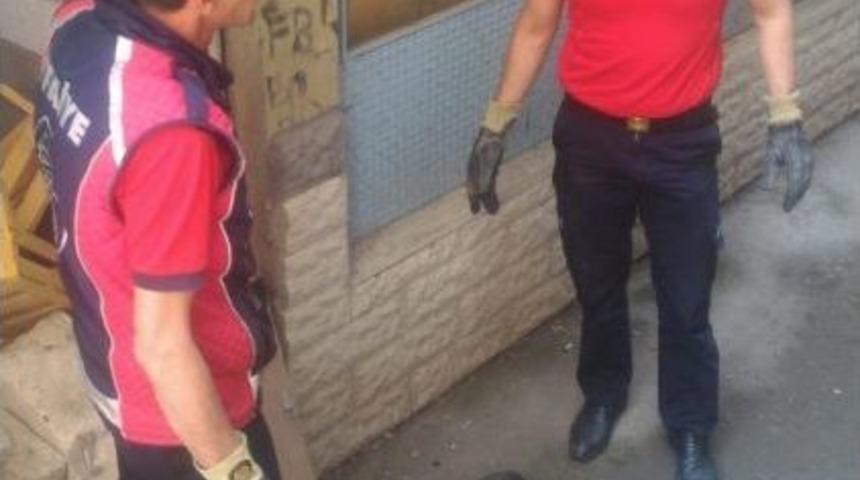 Annelik Duygusu, Yavrusunu Kurtardı