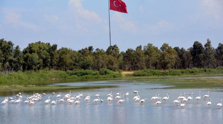 Aliağa Kuş Cennetini Flamingolar Renklendiriyor