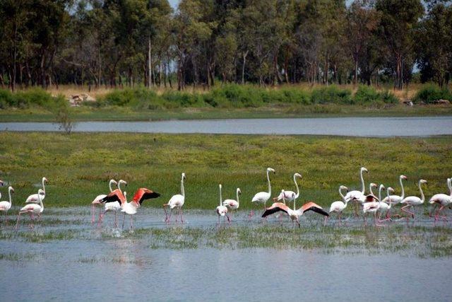 Aliağa Kuş Cennetini Flamingolar Renklendiriyor