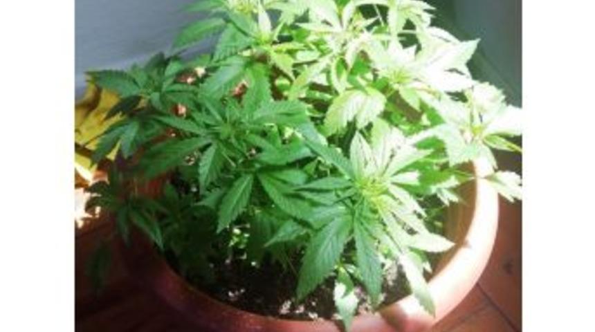 Saksıda Kenevir Yetiştiren Ş&uuml;pheli Polisten Ka&ccedil;amadı