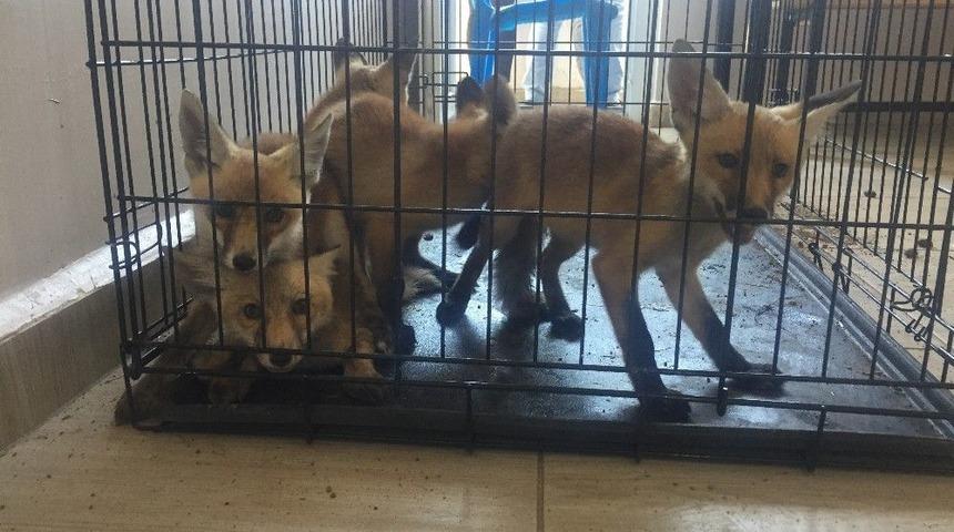 Batman’da Yavru Tilkiler Doğaya Bırakıldı