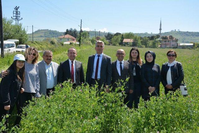 19 Mayıs’ta Yem Bezelyesi Tarla Günü