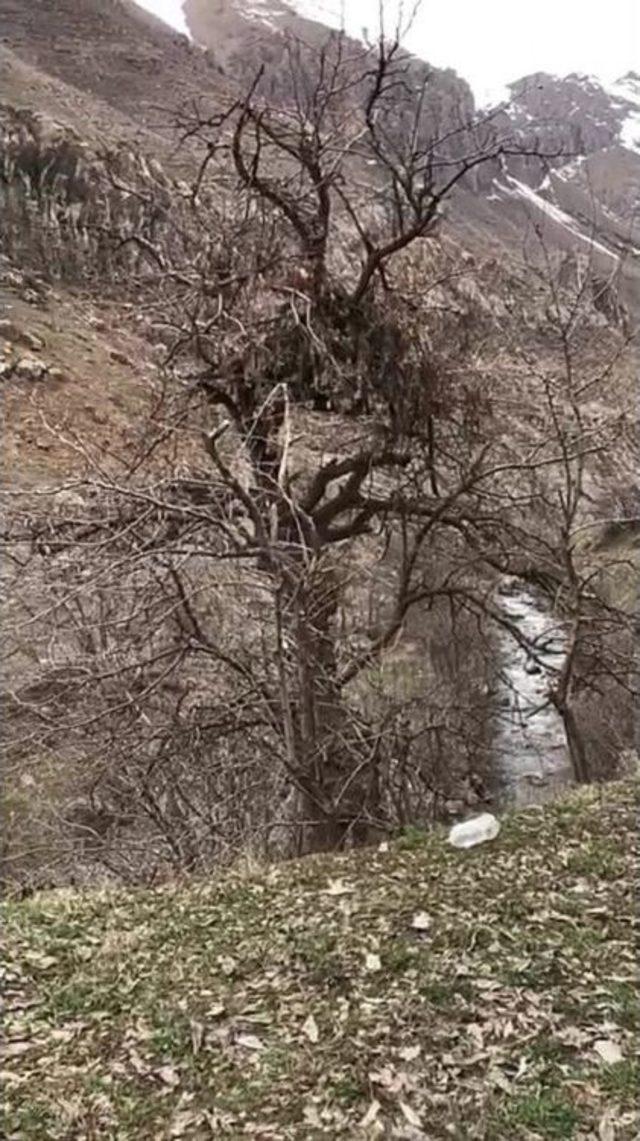 Teröristlerin Ağaçlardaki Gözetleme Kuleleri Deşifre Oldu