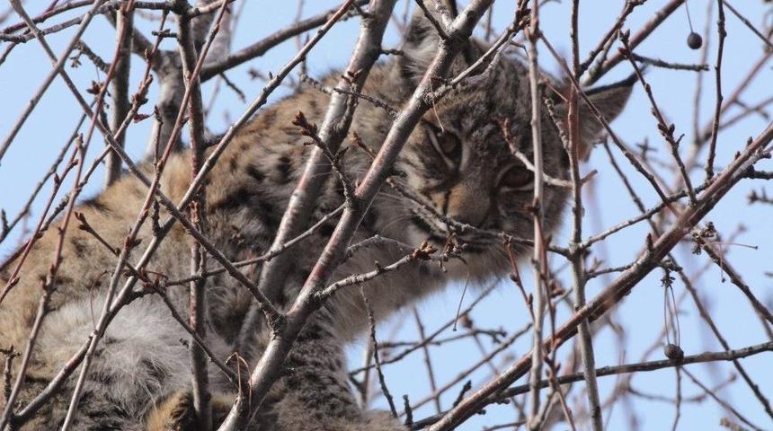 &Ccedil;oban K&ouml;peklerinden Korkarak Ağaca Tırmanan Vaşak Kurtarıldı