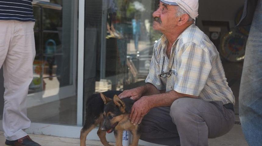 Yaralı K&ouml;pek İ&ccedil;in Seferber Oldular