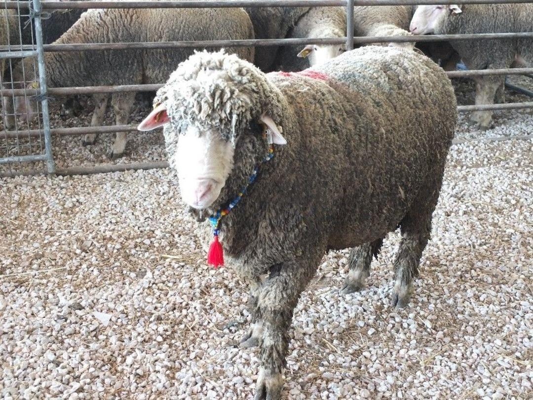 Bandırma&rsquo;da 270 Damızlık Ko&ccedil; Ve Toklu A&ccedil;ık Artırma İle Satıldı