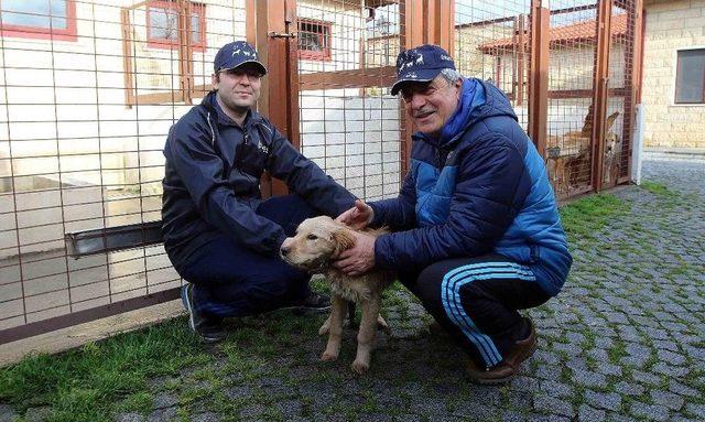 Kocaeli’de Bin 200 Sokak Hayvanı Sahiplendirildi